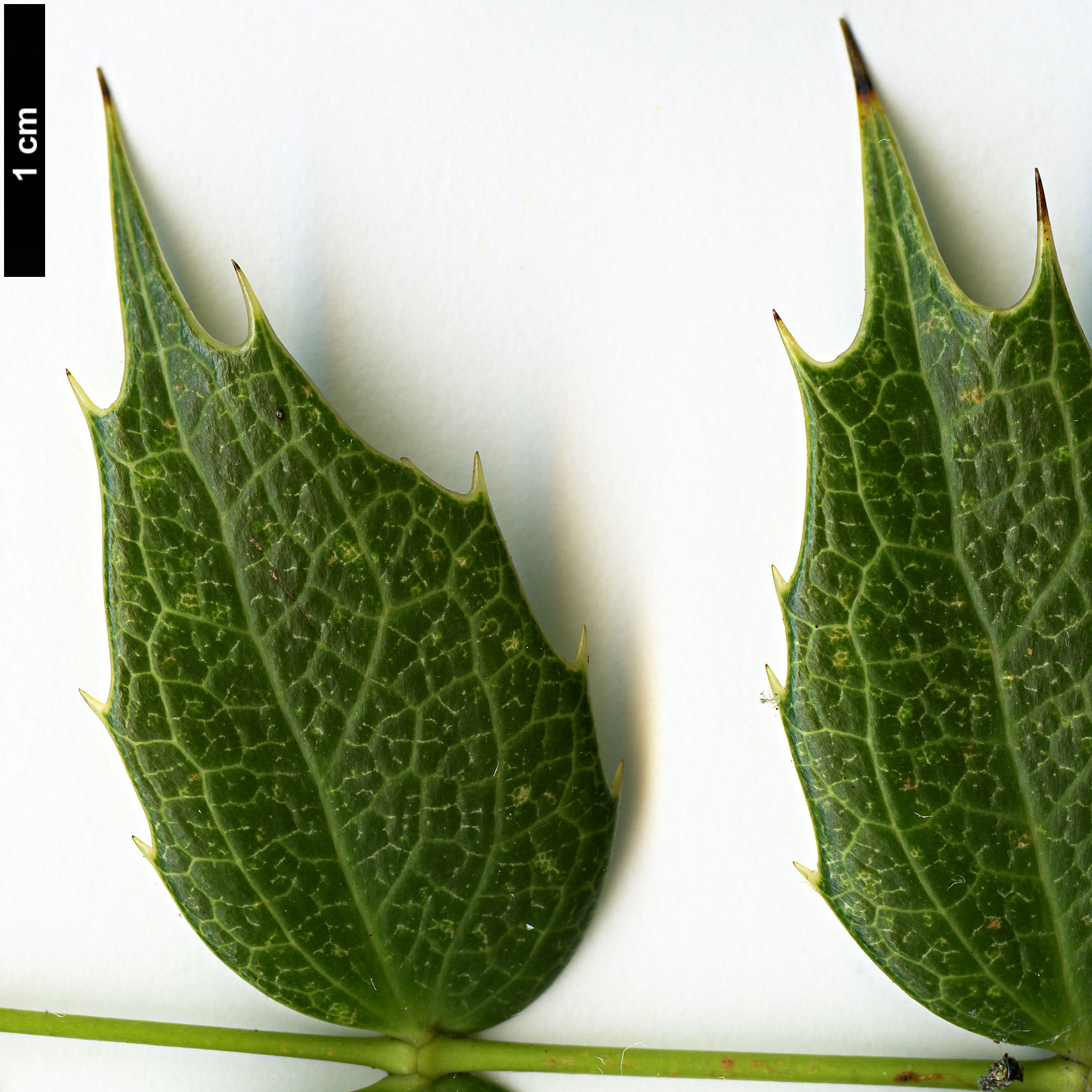 High resolution image: Family: Berberidaceae - Genus: Mahonia - Taxon: species nov.